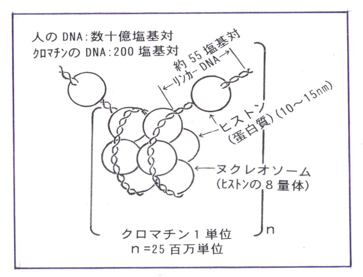 画像の説明